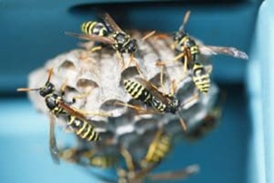 Wasps